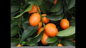 However, it might not taste as good with the seeds as without, although that's a matter of preference. How To Grow Your Own Kumquats Youtube