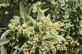 Image result for Ozoroa