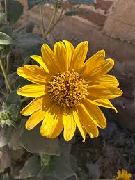 Image result for Tithonia tubaeformis