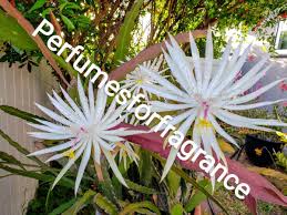 Image result for Hypericophyllum elatum