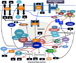 Intracellular Sensing And Transport Of Amino Acids And The Downstream Effects On Mtorc1 Activation Implicati Muscle Protein Food Engineering Protein Synthesis