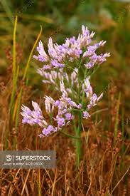 Image result for Limonium vulgare