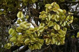 Image result for Combretum adenogonium