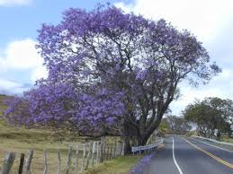 Image result for Jacaranda mimosifolia