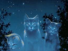 See more ideas about warrior cats, warrior, warrior cat. Warrior Cats Wallpapers Top Free Warrior Cats Backgrounds Wallpaperaccess