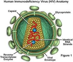 Pin On Virus