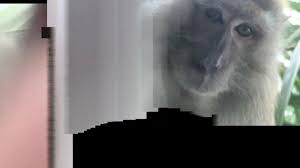 Anda harus lebih optimis tentang apa yang ditawarkan (tersedia) di masa depan. Kelakuan Seekor Monyet Di Malaysia Curi Handphone Lalu Selfie Begini Penampakan Foto Videonya Sriwijaya Post