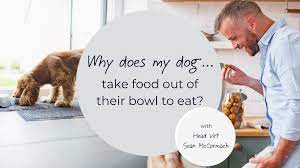 Why Does My Dog Take Food Out Of Their Bowl To Eat It The Inside Scoop