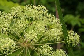 Image result for Apiaceae
