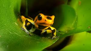 Poison Frog San Diego Zoo Animals Plants