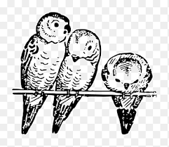 Der wellensittich (melopsittacus undulatus) ist eine vogelart, die zur familie der eigentlichen papageien teuber & gödde gmbh nun auch mit neuem markenauftritt ausmalvorlage magdeburg. Baby Eulen Lemur Hund Welpe Eule Ambalaj Tier Png Pngegg