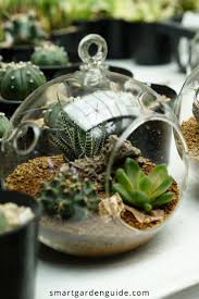 Open Terrarium Care Perfect Plants And Problems Solved Smart Garden Guide Open Terrariums Perfect Plants Terrarium