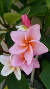 Jubilee Plumeria Flowers Flax Flowers Beautiful Flower Tattoos