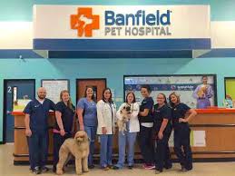 We did not find results for: Banfield Vet Petsmart Online Shopping