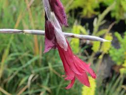 Image result for Dierama formosum/plowesii intermediates