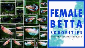 Female Betta Fish Sorority Tanks Keeping More Than One Betta Fish Together Nice Betta Thailand Co Ltd