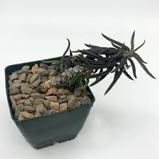Image result for Euphorbia didiereoides