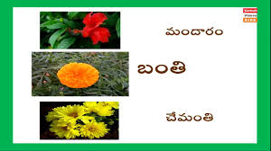 25 images flowers names in english and telugu with pictures