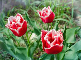 Hydrangea 'vanilla strawberry' opens white flowers with even stress can alter the colors of flowers like peonies and iris. The Surprisingly Different Types Of Tulips Garden Lovers Club