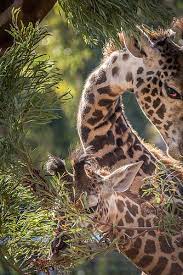 Peek A Boo Giraffe Style Giraffe Style Giraffe Pictures Giraffe