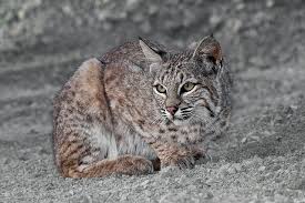 Bobcat classification / lynx rufus taxonomy. File Bobcat Lynx Rufus California Jpg Wikimedia Commons