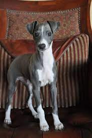Puppy Italian Greyhound I Had One Named Chloe Looked Just Like This One I Named My Leopard Turtle Greyhound Puppy Italian Greyhound Puppies Whippet Puppies