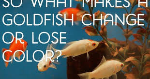 Why Do Goldfish Change Color Or Turn White Goldfish Pet Fish Color