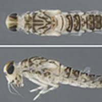 Image result for Entephria byssata