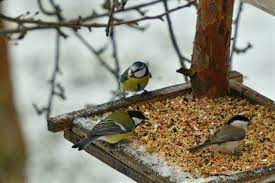 Nourrir les oiseaux peut sans nul doute les aider à survivre, cependant il y a certains gestes à adopter et surtout quelques astuces à connaître pour adapter au en dehors de l'hiver, il n'est pas nécessaire de nourrir les oiseaux, en effet ils trouvent plus facilement de la nourriture le reste de l'année ! Comment Nourrir Les Oiseaux En Hiver