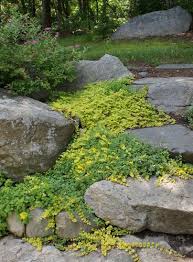 Image result for Lysimachia
