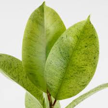 Image result for Ficus muelleriana