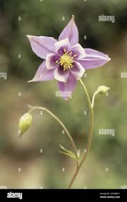 Image result for Pentas pubiflora