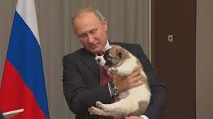 That time putin brought his dog to a meeting to scare angela merkel share on facebook. Vladimir Putin Melts Over Puppy He Received For His Birthday Youtube