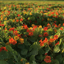 Image result for Nasturtium