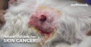 Lumps and bumps underneath a dog's skin abnormal odors emanating from the mouth, ears or any other part of the body Dog Skin Cancer Natural Options That Work Dogs Naturally