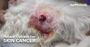 Recovery of skin cancer (hemangiosarcoma) in dogs after any excision, it is important to keep the surgical site clean and free from debris. Dog Skin Cancer Natural Options That Work Dogs Naturally