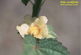 Image result for Sida cordifolia