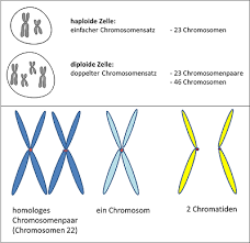 Meiose Reifeteilung Lernen Mit Serlo
