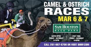 Retama will play host to both camel and ostrich races! Camel Ostrich Races At Sam Houston Race Park 365 Things To Do In Houston