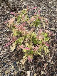 Image result for Tarenna pavettoides