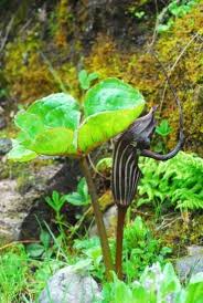 Images and links for arisaema franchetianum from the international aroid society. Arisaema Species Two Pacific Bulb Society