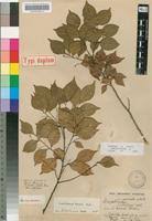 Image result for Cryptocarya woodii