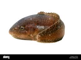 Image result for Liparis tridens