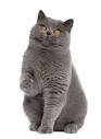 British Shorthair - description of the breed