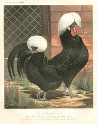 They dont see very well, always bumping they seem to cluck a lot more and are generally louder than my other chickens. White Crested Black Polish Chickens Antique Chicken Print