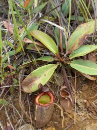) nepenthes ventricosa is a variable species, easy to grow in a windowsill or terrarium, and an ideal beginner's nepenthes. Nepenthes Wikipedia