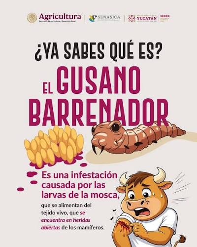 ¿Qué es el gusano barrenador? Infestación causada por larvas de la mosca