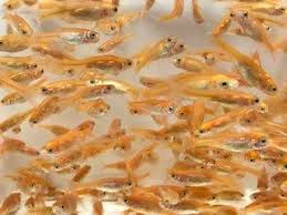 The shop owner had only about a dozen rosy reds left in his tanks, so we. Buy Live Rosie Red Minnow For Goldfish Aquarium Tank Or Garden Pond Live Rosie Red Minnows Feeder Fish Born And Raised In The Usa Live Arrival Guarantee Online In