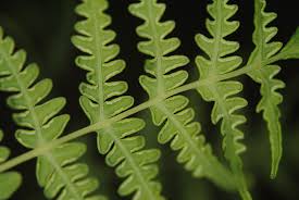 Image result for Histiopteris