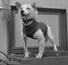 kto operedil gagarina v kosmose fotograf yurij abramochkin vystavka v muzee erarta http www erarta com ru cale soviet space dogs space dog space animals